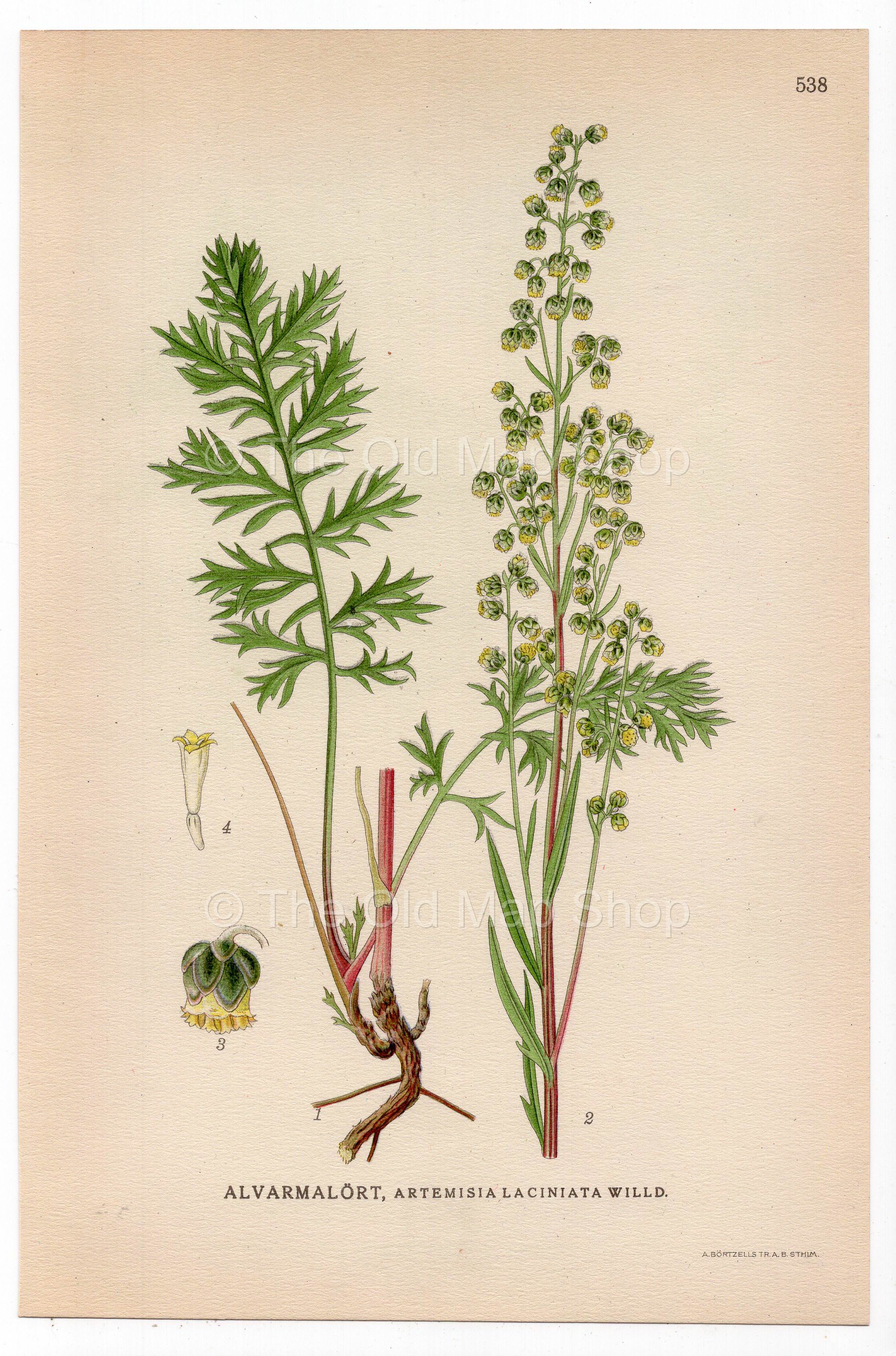 Siberian wormwood (Artemisia laciniata), antique botanical illustration, Plate 538, C. A. M. Lindman, Bilder ur Nordens Flora, 1926.