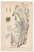 Sea Wormwood, Old Woman (Artemisia maritima), antique botanical illustration, Plate 539, C. A. M. Lindman, Bilder ur Nordens Flora, 1926.