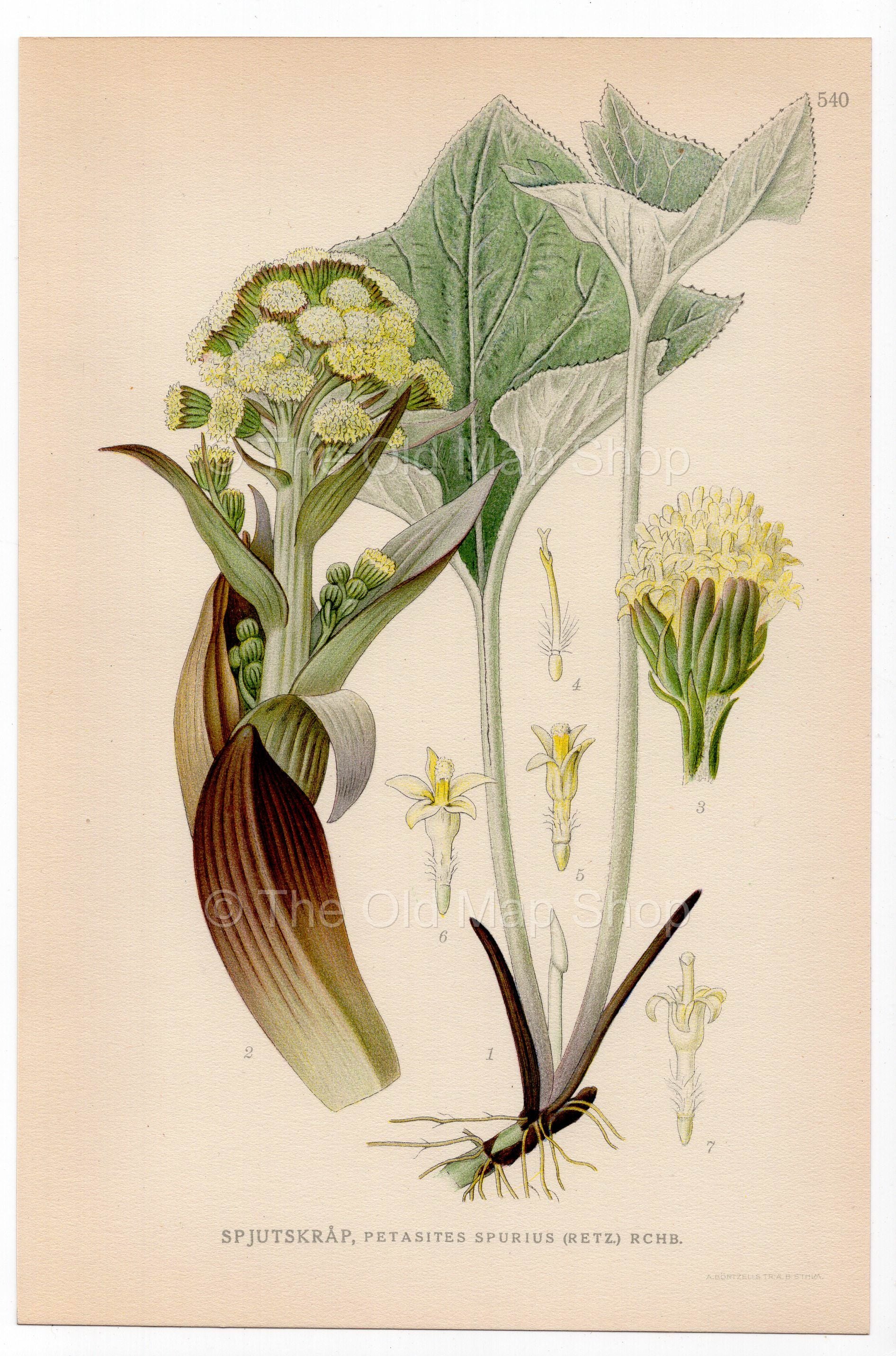 Woolly Butterbur (Petasites spurius), antique botanical illustration, Plate 540, C. A. M. Lindman, Bilder ur Nordens Flora, 1926.