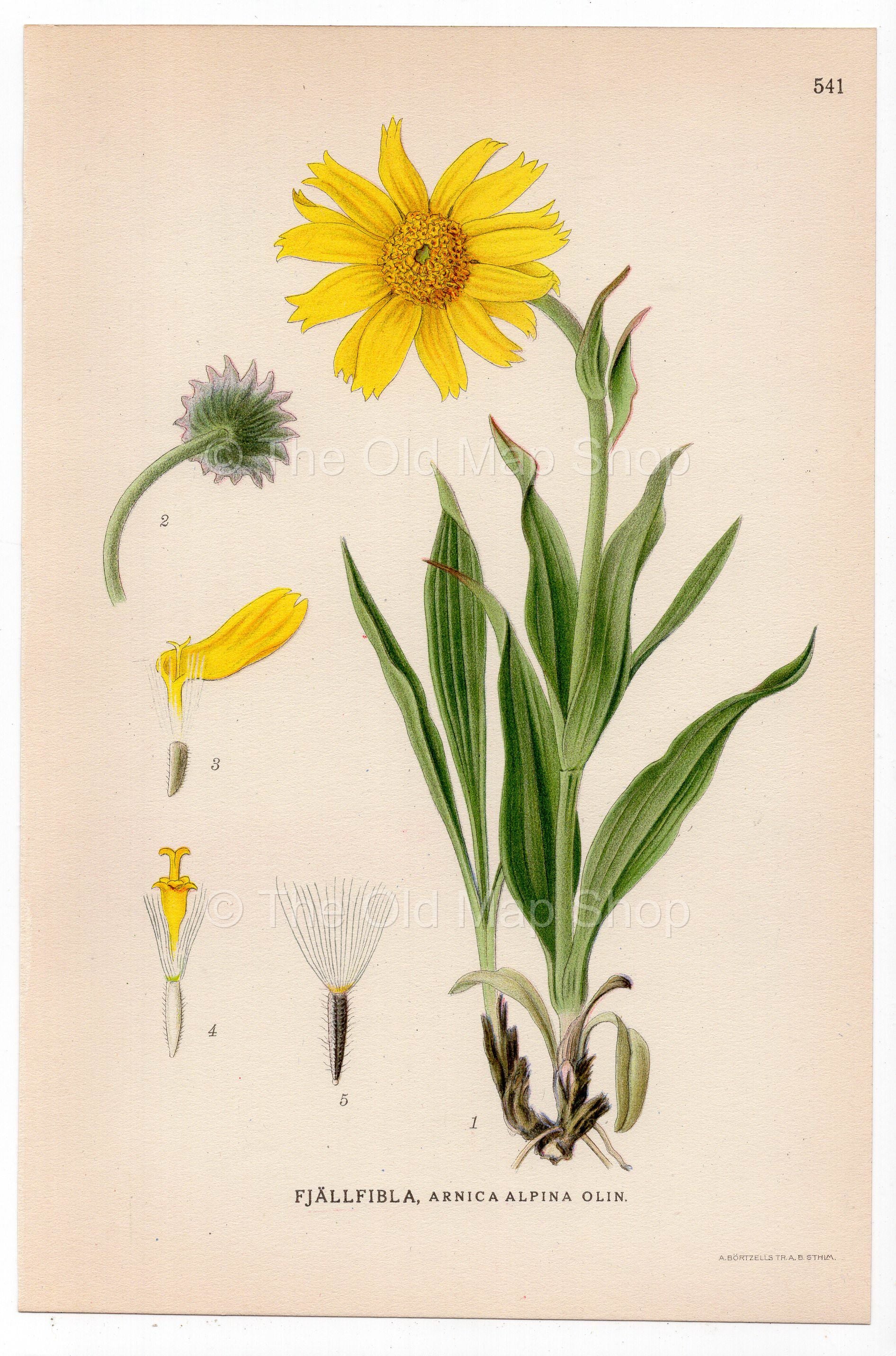 Narrowleaf Arnica (Arnica alpina), antique botanical illustration, Plate 541, C. A. M. Lindman, Bilder ur Nordens Flora, 1926.