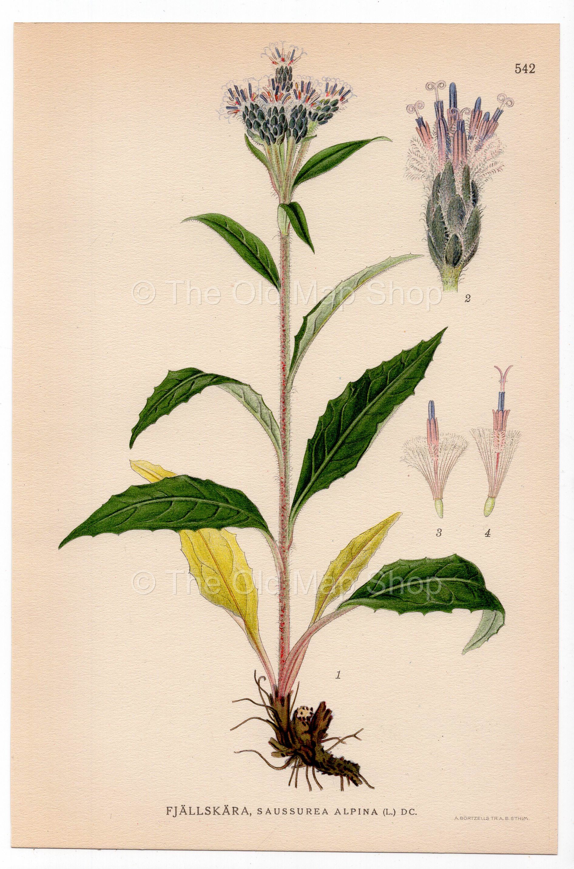 Alpine Saw-wort, Alpine Sawwort, Snow Lotus (Saussurea alpina), antique botanical illustration, Plate 542, C. A. M. Lindman, Bilder ur Nordens Flora, 1926.