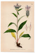 Alpine Saw-wort, Alpine Sawwort, Snow Lotus (Saussurea alpina), antique botanical illustration, Plate 542, C. A. M. Lindman, Bilder ur Nordens Flora, 1926.