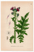 Welted Thistle, Curly Plumeless Thistle (Carduus crispus), antique botanical illustration, Plate 543, C. A. M. Lindman, Bilder ur Nordens Flora, 1926.
