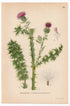 Spiny Plumeless Thistle, Welted Thistle (Carduus acanthoides), antique botanical illustration, Plate 544, C. A. M. Lindman, Bilder ur Nordens Flora, 1926.