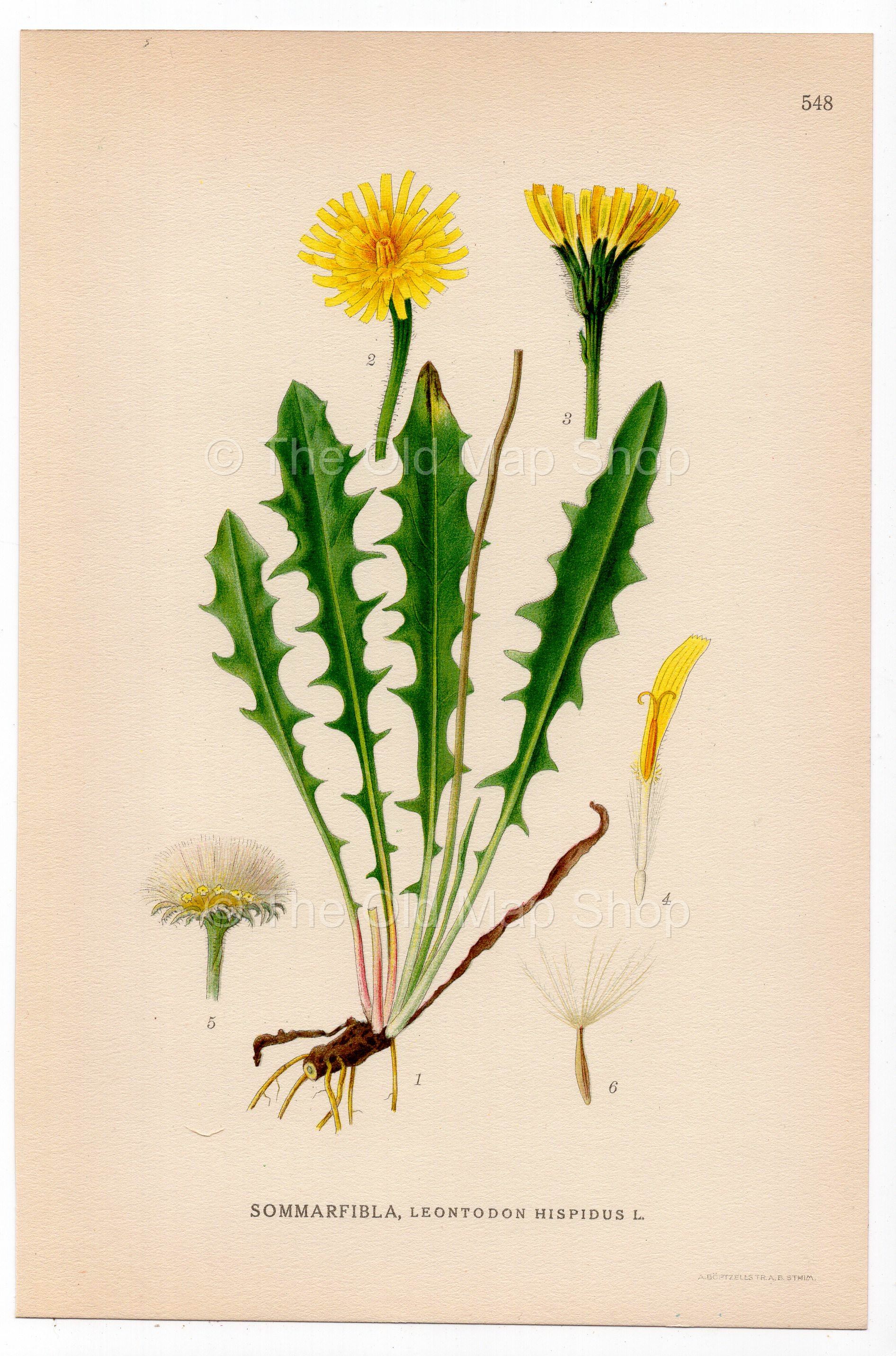 Rough Hawkbit, Bristly Hawkbit (Leontodon hispidus), antique botanical illustration, Plate 548, C. A. M. Lindman, Bilder ur Nordens Flora, 1926.