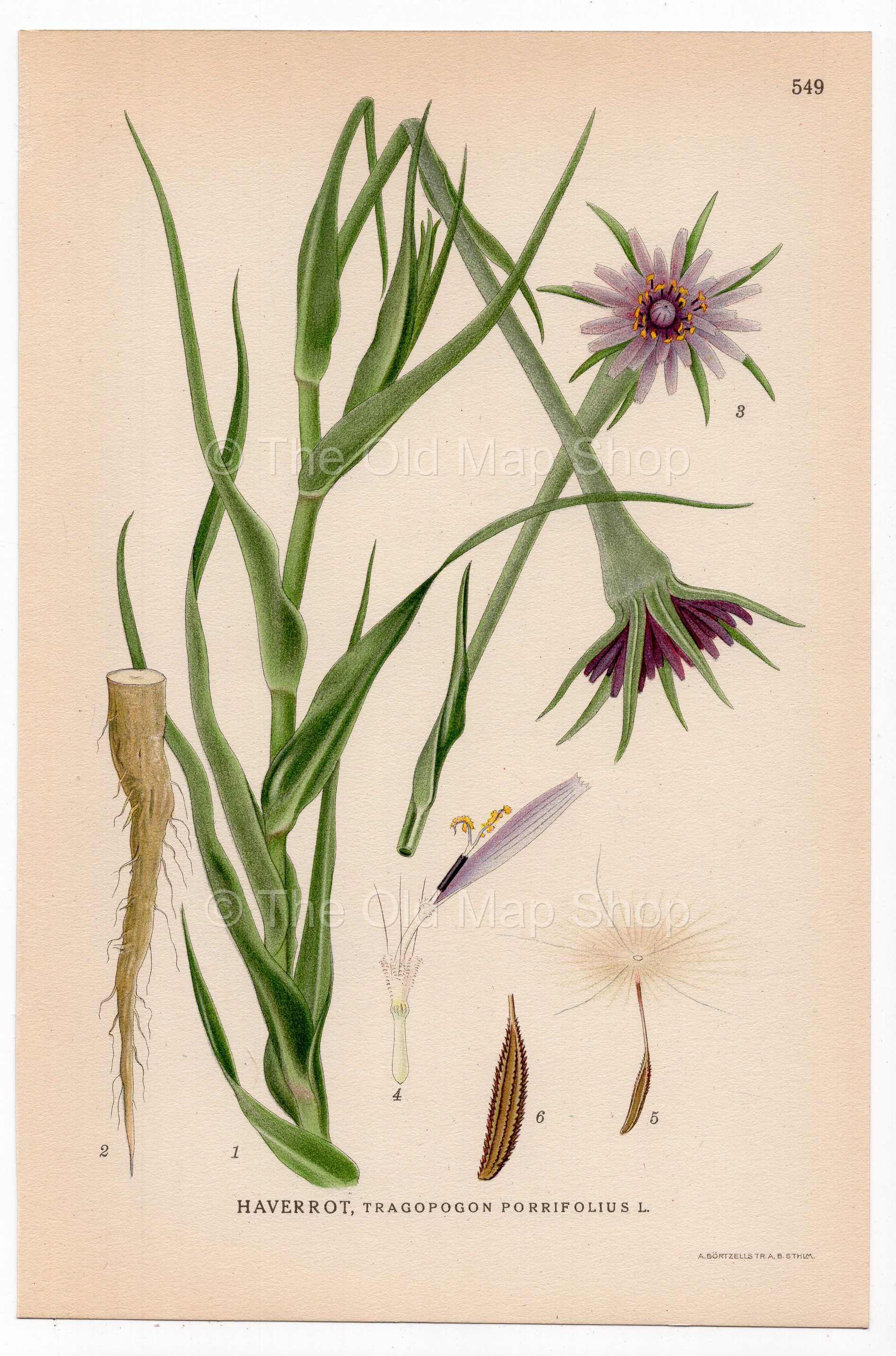 Purple Salsify, Oyster Plant Jerusalem Star (Tragopogon porrifolius), antique botanical illustration, Plate 549, C. A. M. Lindman, Bilder ur Nordens Flora, 1926.