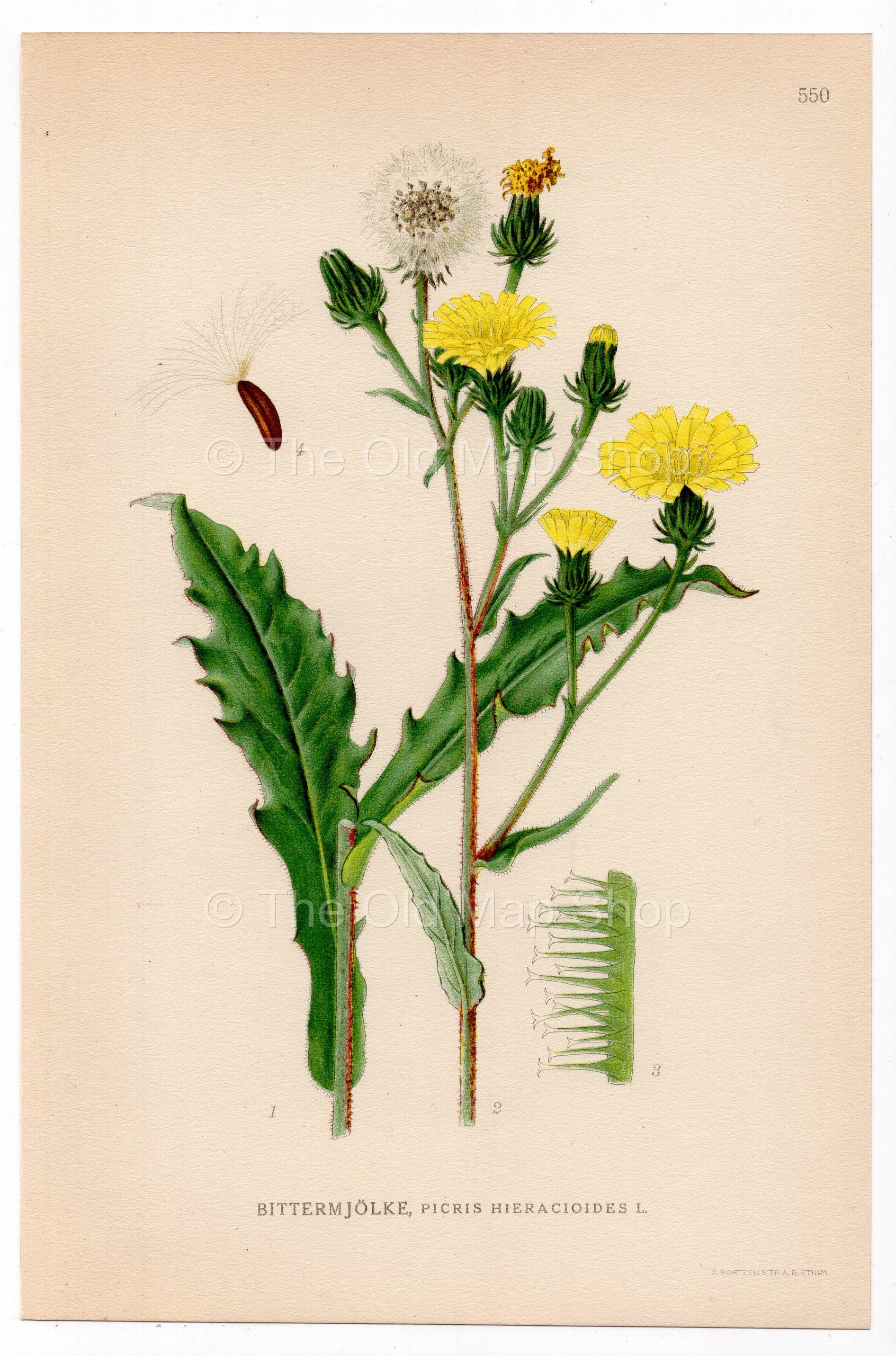 Hawkweed Oxtongue, Hawkweed Ox-tongue (Picris hieracioides), antique botanical illustration, Plate 550, C. A. M. Lindman, Bilder ur Nordens Flora, 1926.