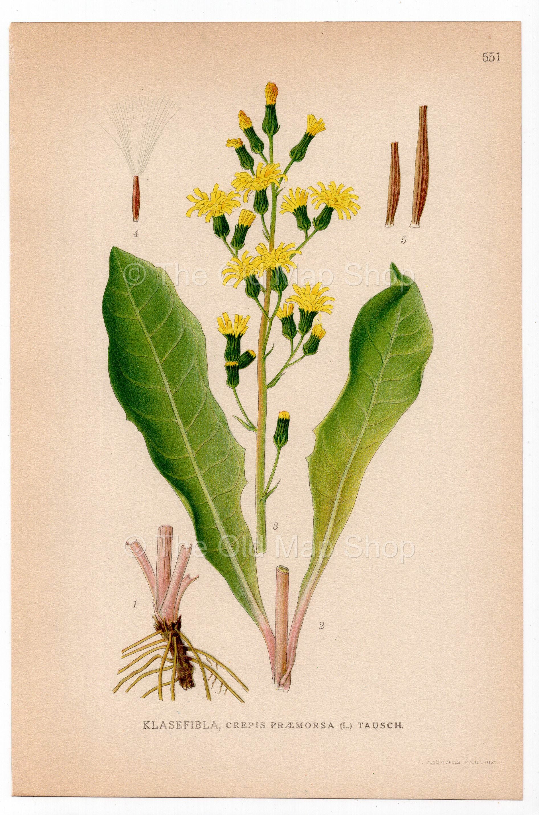 Leafless Hawk's-beard (Crepis praemorsa), antique botanical illustration, Plate 551, C. A. M. Lindman, Bilder ur Nordens Flora, 1926.