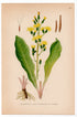 Leafless Hawk's-beard (Crepis praemorsa), antique botanical illustration, Plate 551, C. A. M. Lindman, Bilder ur Nordens Flora, 1926.