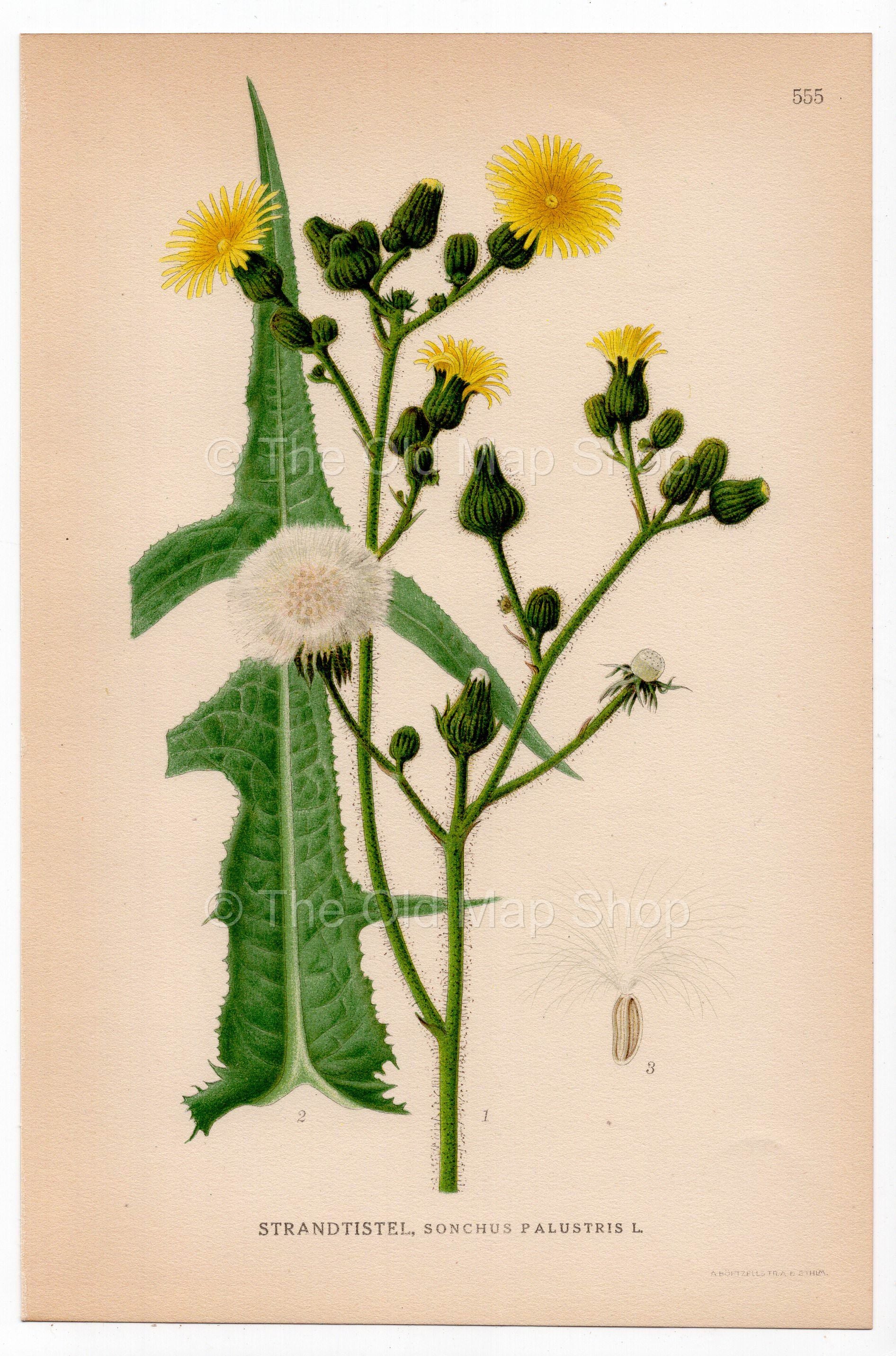 Marsh Sowthistle (Sonchus palustris), antique botanical illustration, Plate 555, C. A. M. Lindman, Bilder ur Nordens Flora, 1926.