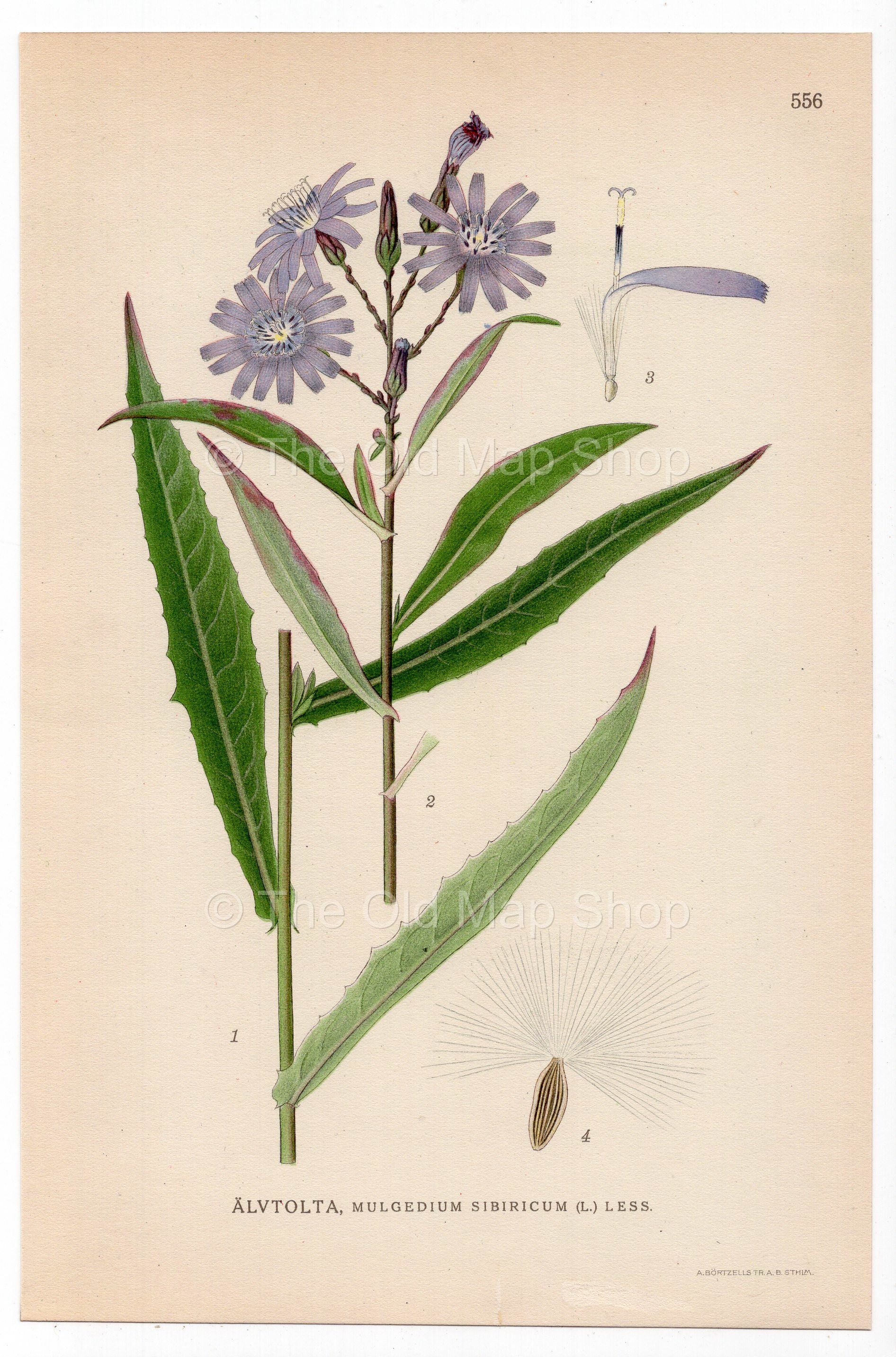 Siberian Lettuce (Lactuca sibiricum), antique botanical illustration, Plate 556, C. A. M. Lindman, Bilder ur Nordens Flora, 1926.