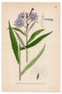 Siberian Lettuce (Lactuca sibiricum), antique botanical illustration, Plate 556, C. A. M. Lindman, Bilder ur Nordens Flora, 1926.