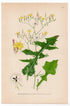 Wall Lettuce (Lactuca muralis), antique botanical illustration, Plate 557, C. A. M. Lindman, Bilder ur Nordens Flora, 1926.