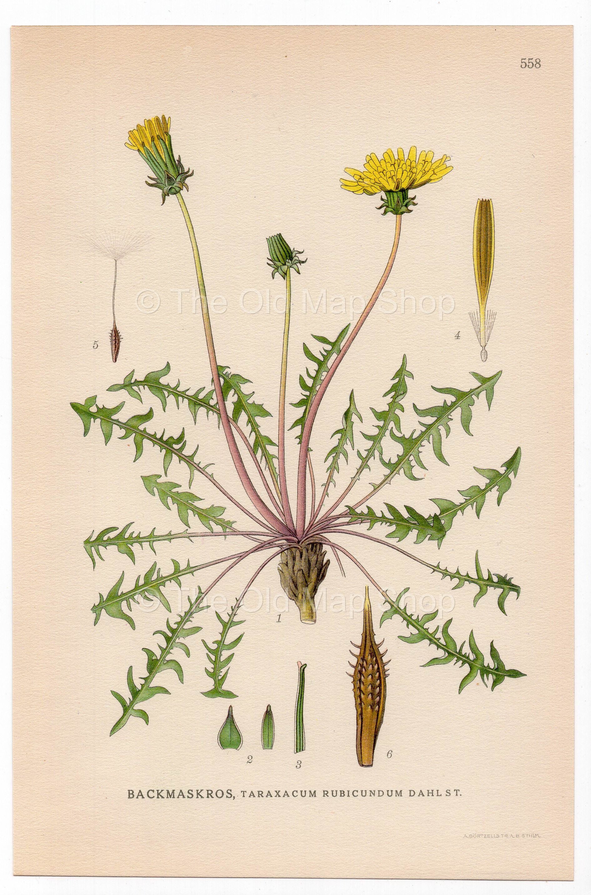 Ruddy Dandelion (Taraxacum rubicundum), antique botanical illustration, Plate 558, C. A. M. Lindman, Bilder ur Nordens Flora, 1926.