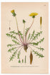 Ruddy Dandelion (Taraxacum rubicundum), antique botanical illustration, Plate 558, C. A. M. Lindman, Bilder ur Nordens Flora, 1926.