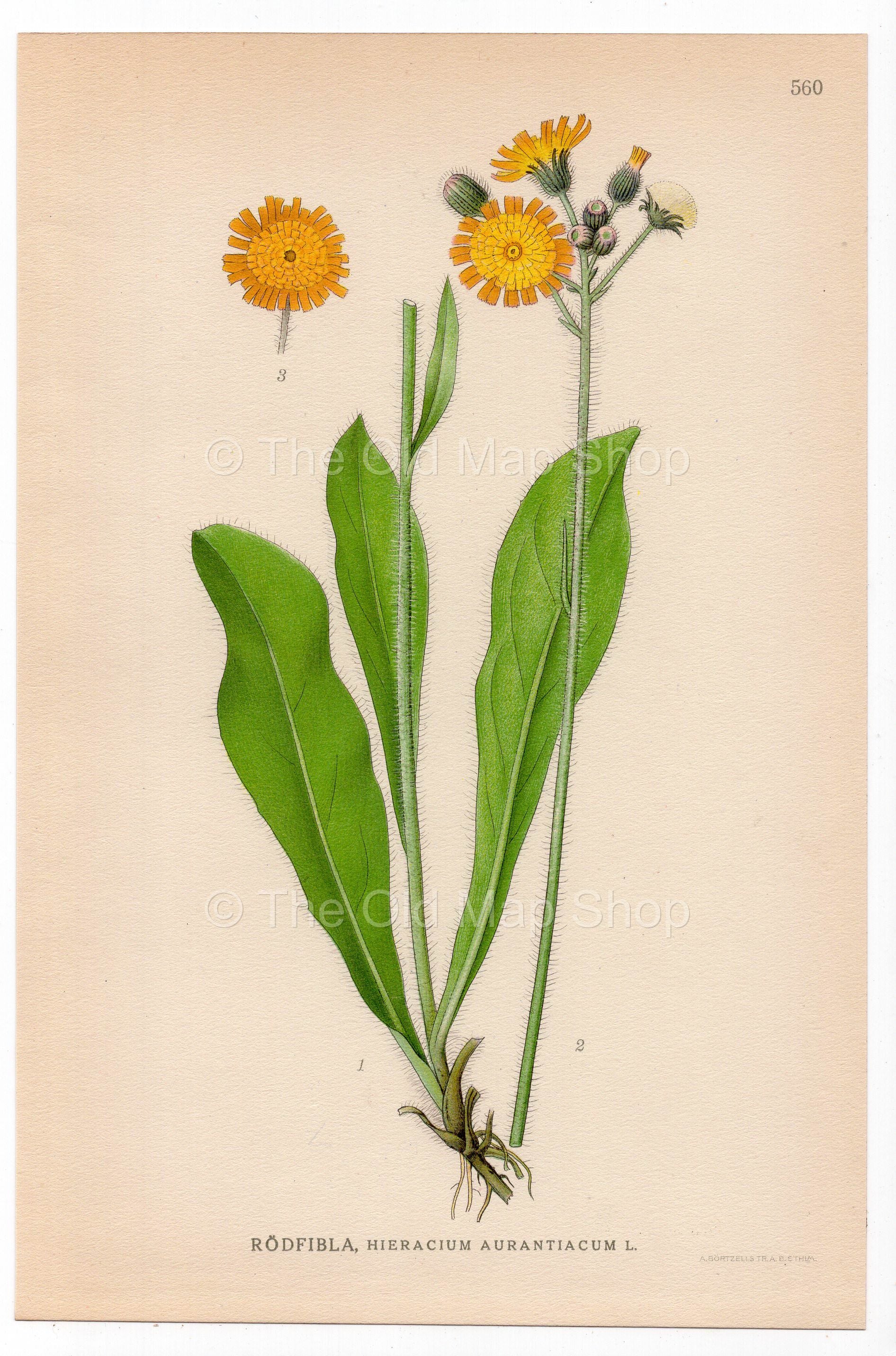 Orange hawkweed (Hieracium aurantiacum), antique botanical illustration, Plate 560, C. A. M. Lindman, Bilder ur Nordens Flora, 1926.