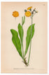 Orange hawkweed (Hieracium aurantiacum), antique botanical illustration, Plate 560, C. A. M. Lindman, Bilder ur Nordens Flora, 1926.
