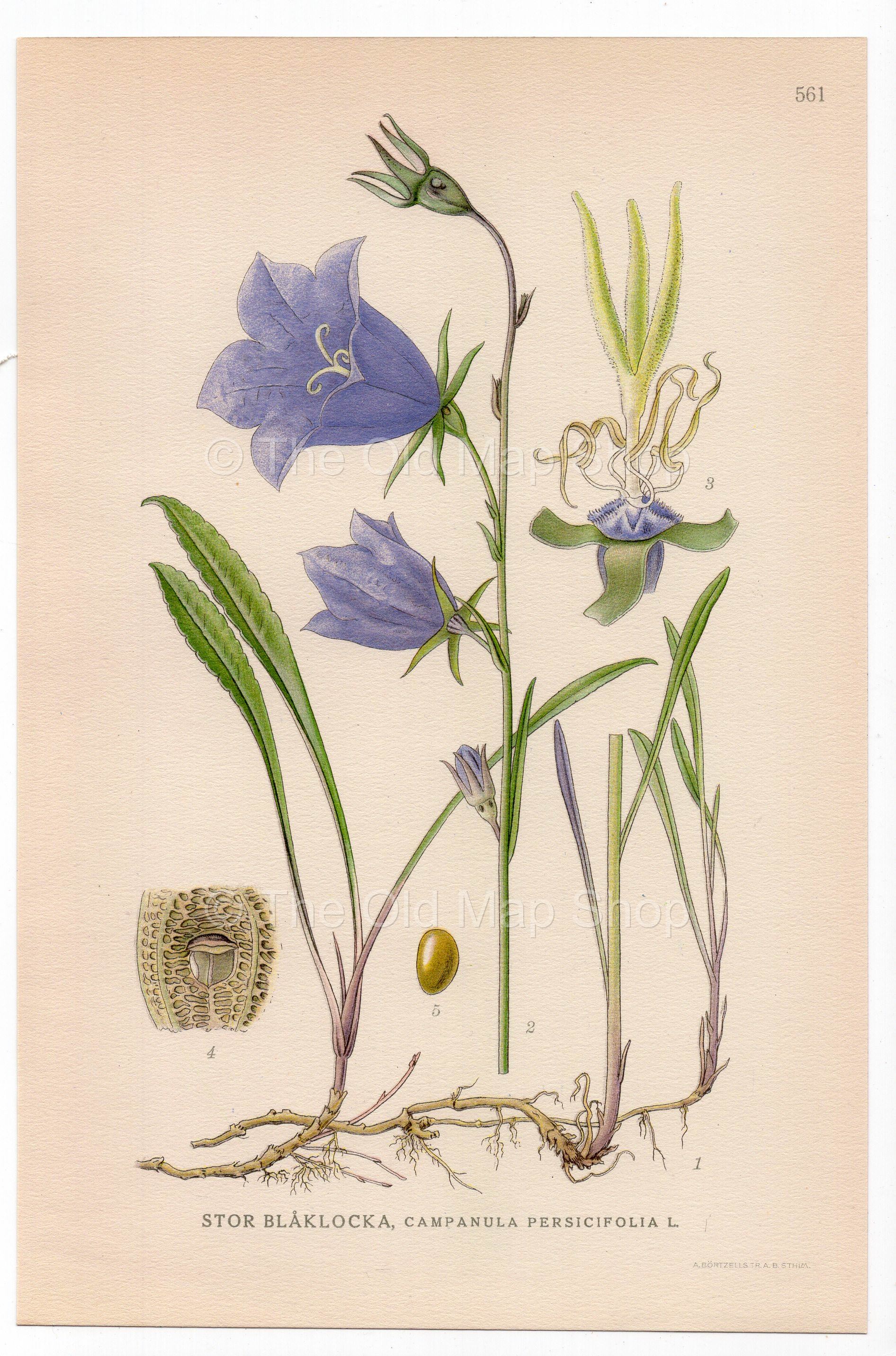 Peach-leaved Bellflower (Campanula persicifolia), antique botanical illustration, Plate 561, C. A. M. Lindman, Bilder ur Nordens Flora, 1926.