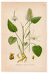 Spiked Rampion (Phyteuma spicatum), antique botanical illustration, Plate 565, C. A. M. Lindman, Bilder ur Nordens Flora, 1926.