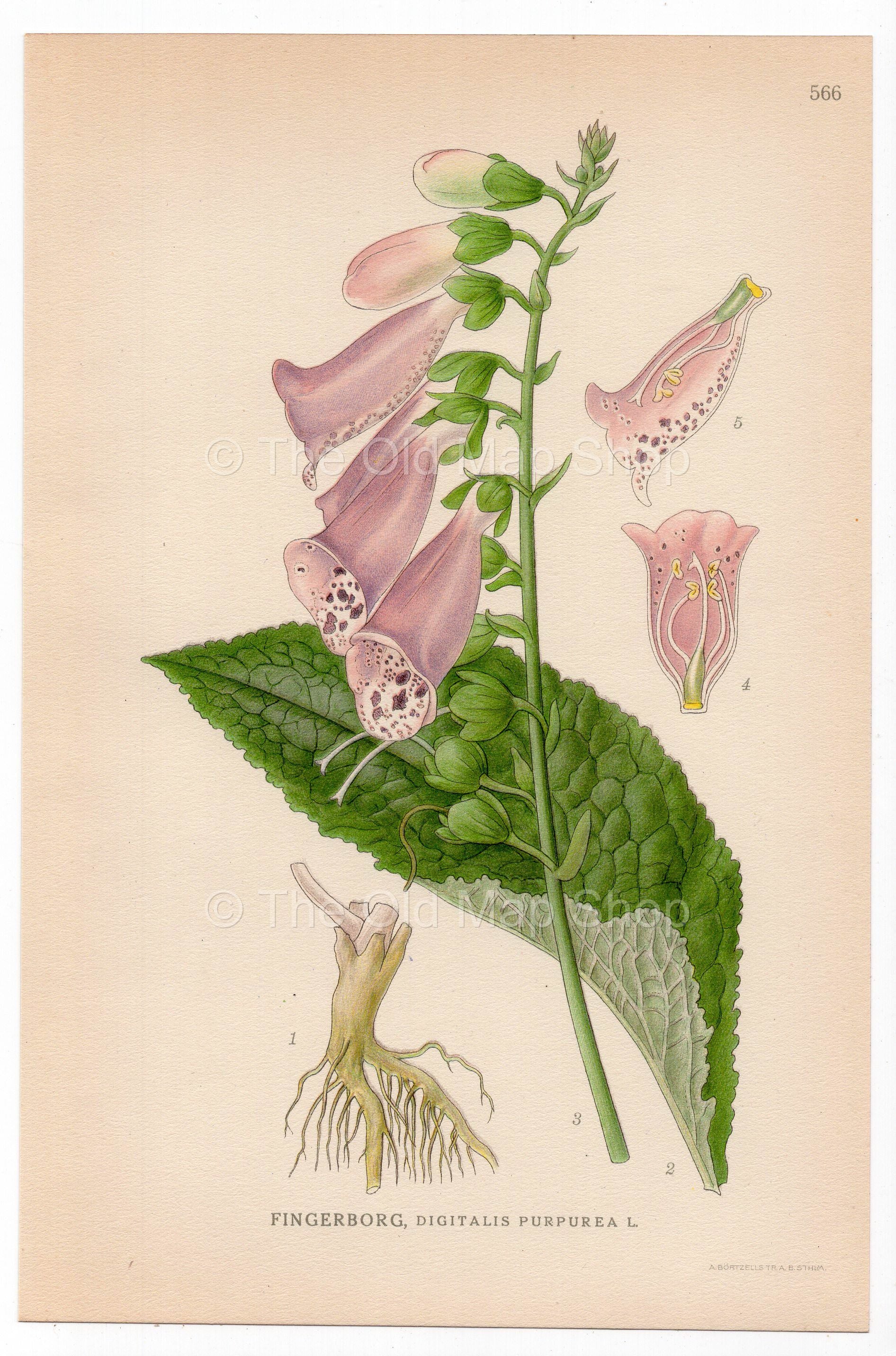 Foxglove, Purple Foxglove, Lady's glove (Digitalis purpurea), antique botanical illustration, Plate 566, C. A. M. Lindman, Bilder ur Nordens Flora, 1926.