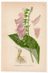 Foxglove, Purple Foxglove, Lady's glove (Digitalis purpurea), antique botanical illustration, Plate 566, C. A. M. Lindman, Bilder ur Nordens Flora, 1926.