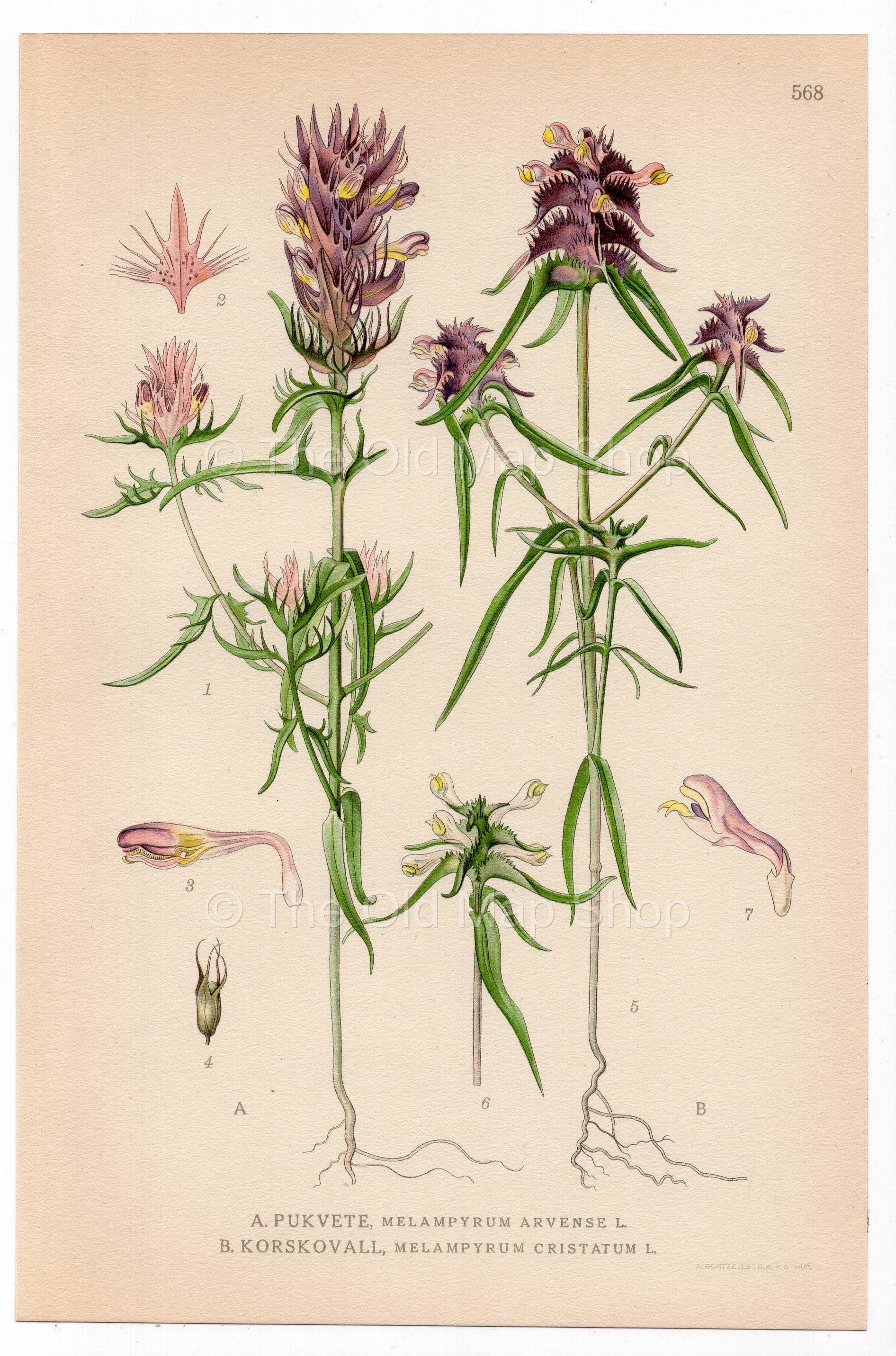 Field Cow-wheat, Crested Cow-wheat (Melampyrum arvense, Melampyrum cristatum), antique botanical illustration, Plate 568, C. A. M. Lindman, Bilder ur Nordens Flora, 1926.