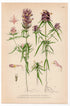Field Cow-wheat, Crested Cow-wheat (Melampyrum arvense, Melampyrum cristatum), antique botanical illustration, Plate 568, C. A. M. Lindman, Bilder ur Nordens Flora, 1926.