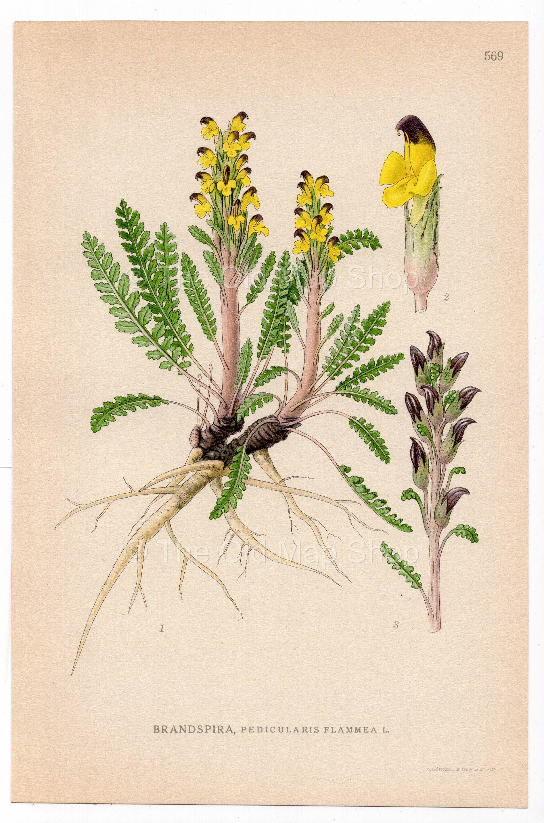 Red-tipped Lousewort (Pedicularis flammea), antique botanical illustration, Plate 569, C. A. M. Lindman, Bilder ur Nordens Flora, 1926.