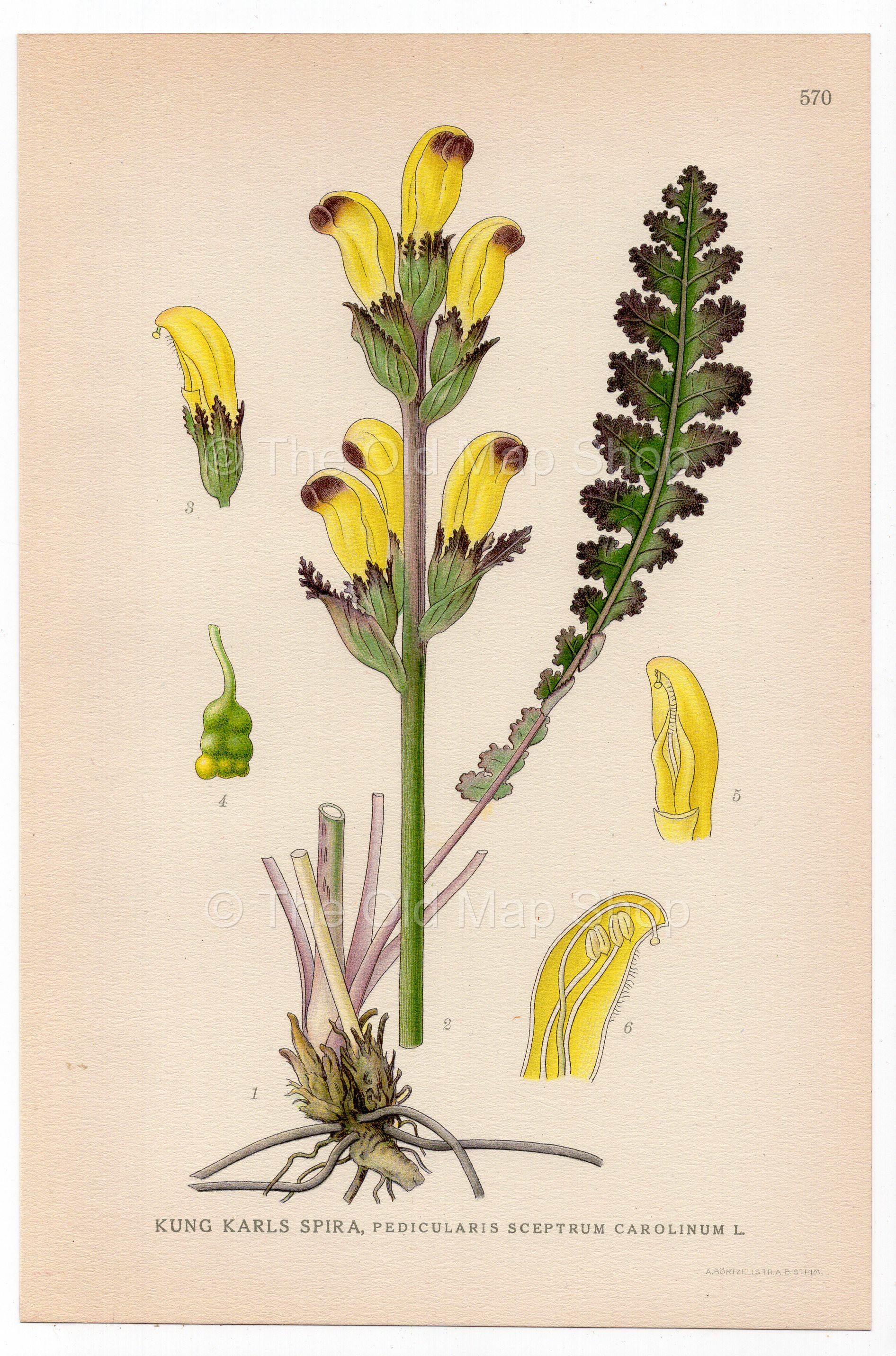 Moor-king Lousewort (Pedicularis sceptrum-carolinum), antique botanical illustration, Plate 570, C. A. M. Lindman, Bilder ur Nordens Flora, 1926.