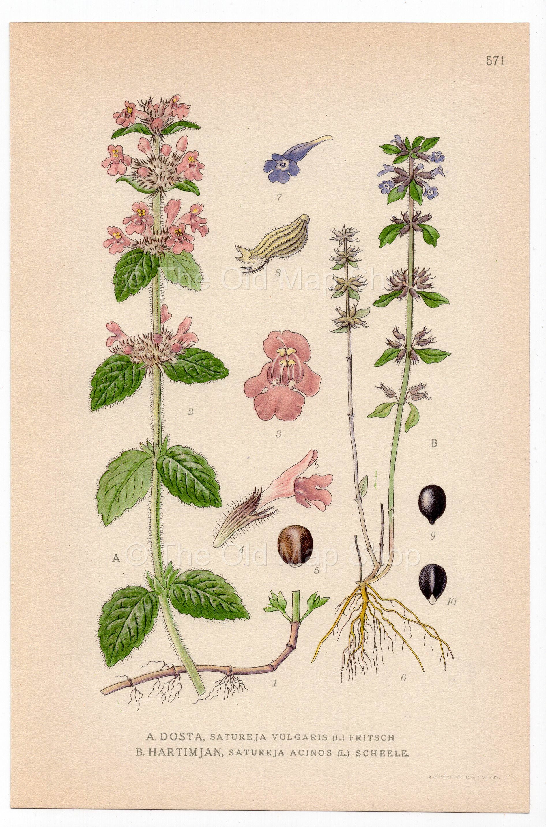 Wild basil, Basil thyme (Satureja vulgaris, Satureja acinos), antique botanical illustration, Plate 571, C. A. M. Lindman, Bilder ur Nordens Flora, 1926.