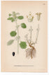 White Horehound, Common Horehound (Marrubium vulgare), antique botanical illustration, Plate 573, C. A. M. Lindman, Bilder ur Nordens Flora, 1926.