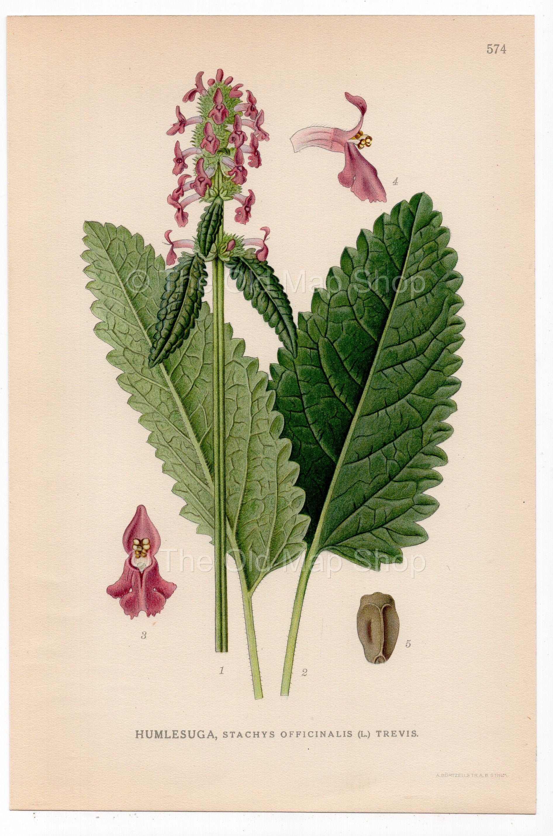 Common Hedgenettle, Betony, Purple betony (Stachys officinalis), antique botanical illustration, Plate 574, C. A. M. Lindman, Bilder ur Nordens Flora, 1926.