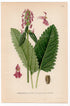 Common Hedgenettle, Betony, Purple betony (Stachys officinalis), antique botanical illustration, Plate 574, C. A. M. Lindman, Bilder ur Nordens Flora, 1926.