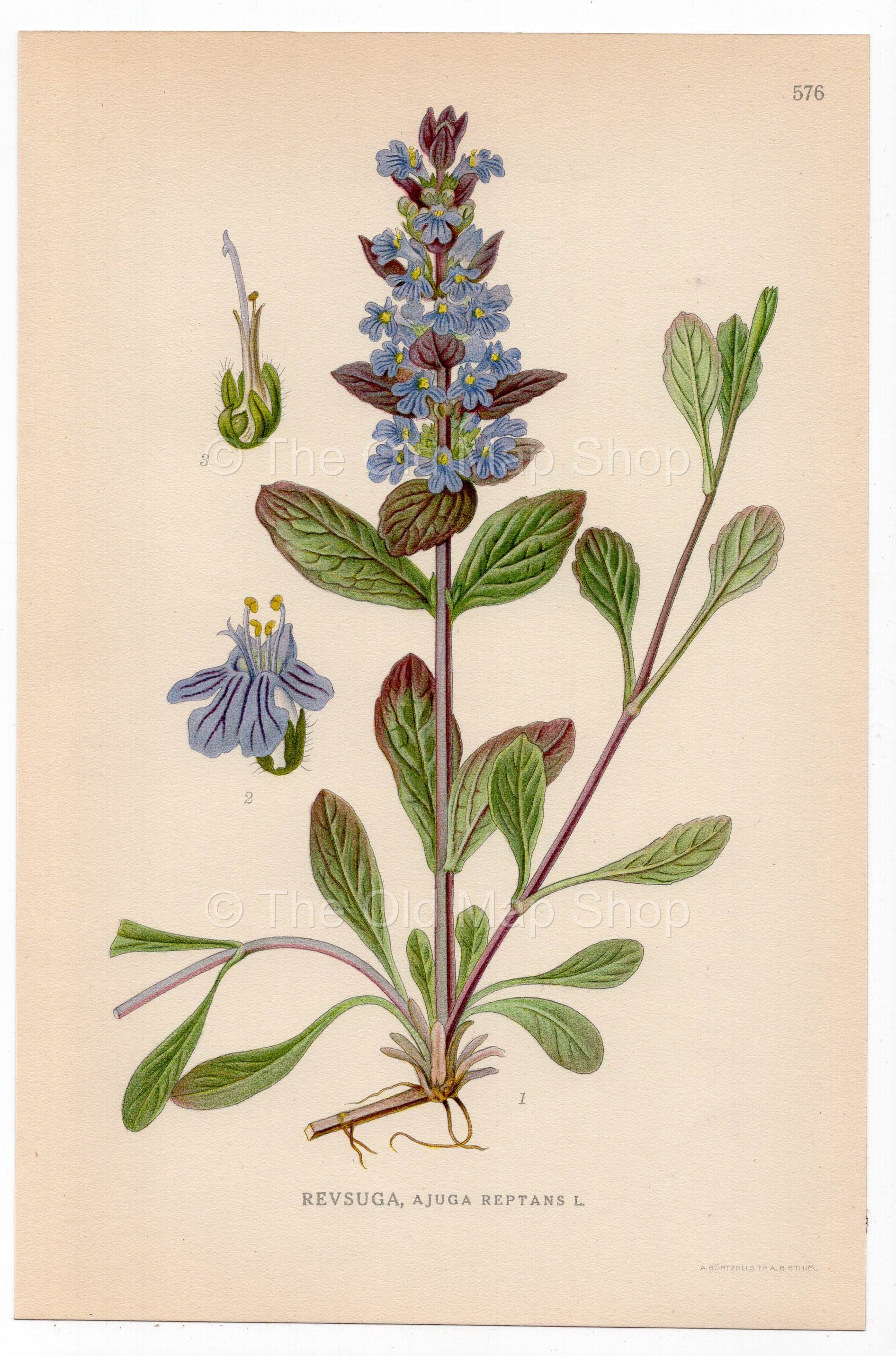 Bugle, Blue bugle, Bugleherb, Carpetweed (Ajuga reptans), antique botanical illustration, Plate 576, C. A. M. Lindman, Bilder ur Nordens Flora, 1926.