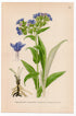 Narrow-leaved Lungwort, Blue cowslip (Pulmonaria angustifolia), antique botanical illustration, Plate 579, C. A. M. Lindman, Bilder ur Nordens Flora, 1926.