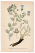 Oysterleaf, Oysterplant, Sea bluebells (Mertensia maritima), antique botanical illustration, Plate 580, C. A. M. Lindman, Bilder ur Nordens Flora, 1926.