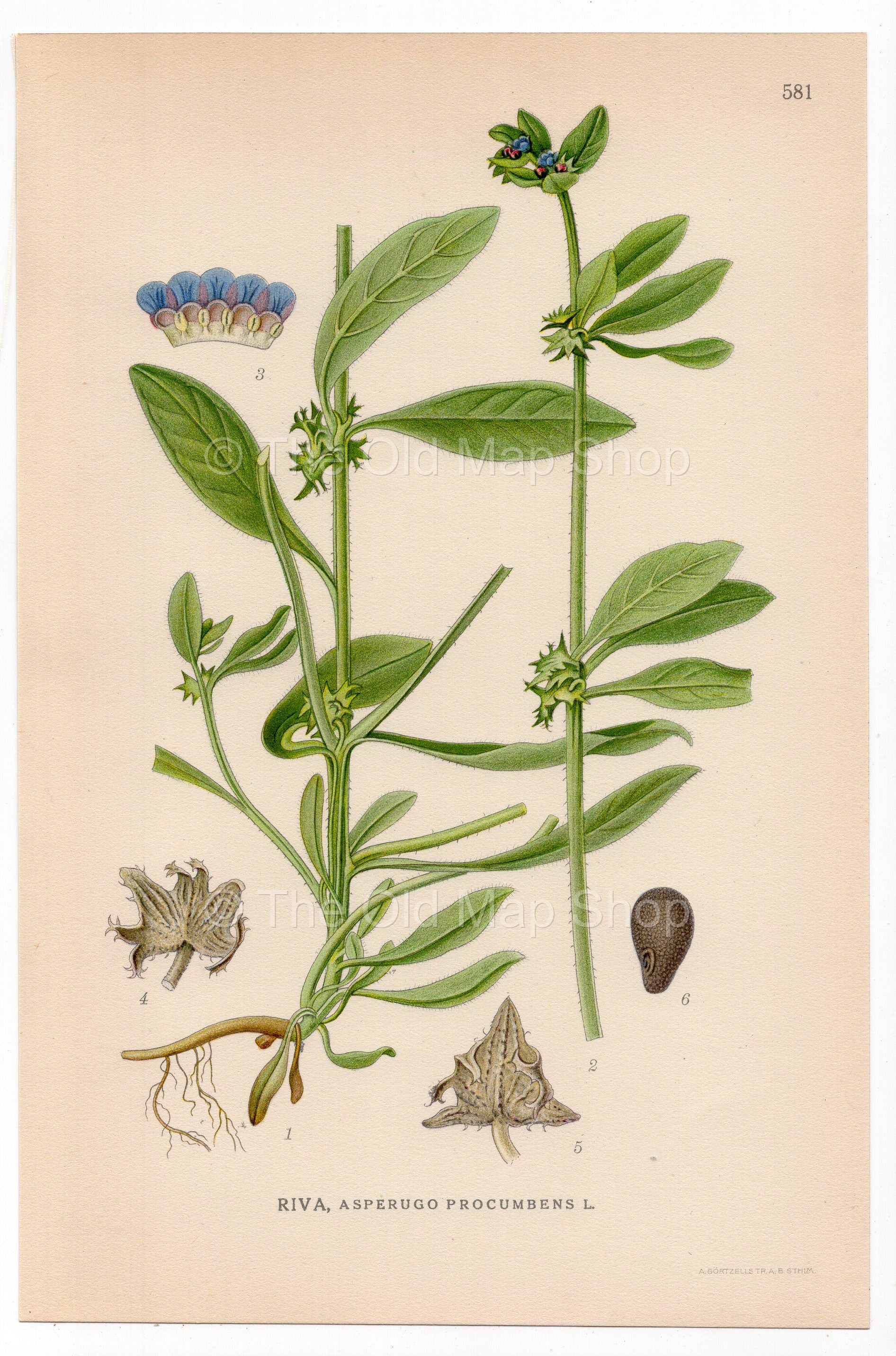 Madwort, German Madwort (Asperugo procumbens), antique botanical illustration, Plate 581, C. A. M. Lindman, Bilder ur Nordens Flora, 1926.