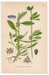 Madwort, German Madwort (Asperugo procumbens), antique botanical illustration, Plate 581, C. A. M. Lindman, Bilder ur Nordens Flora, 1926.