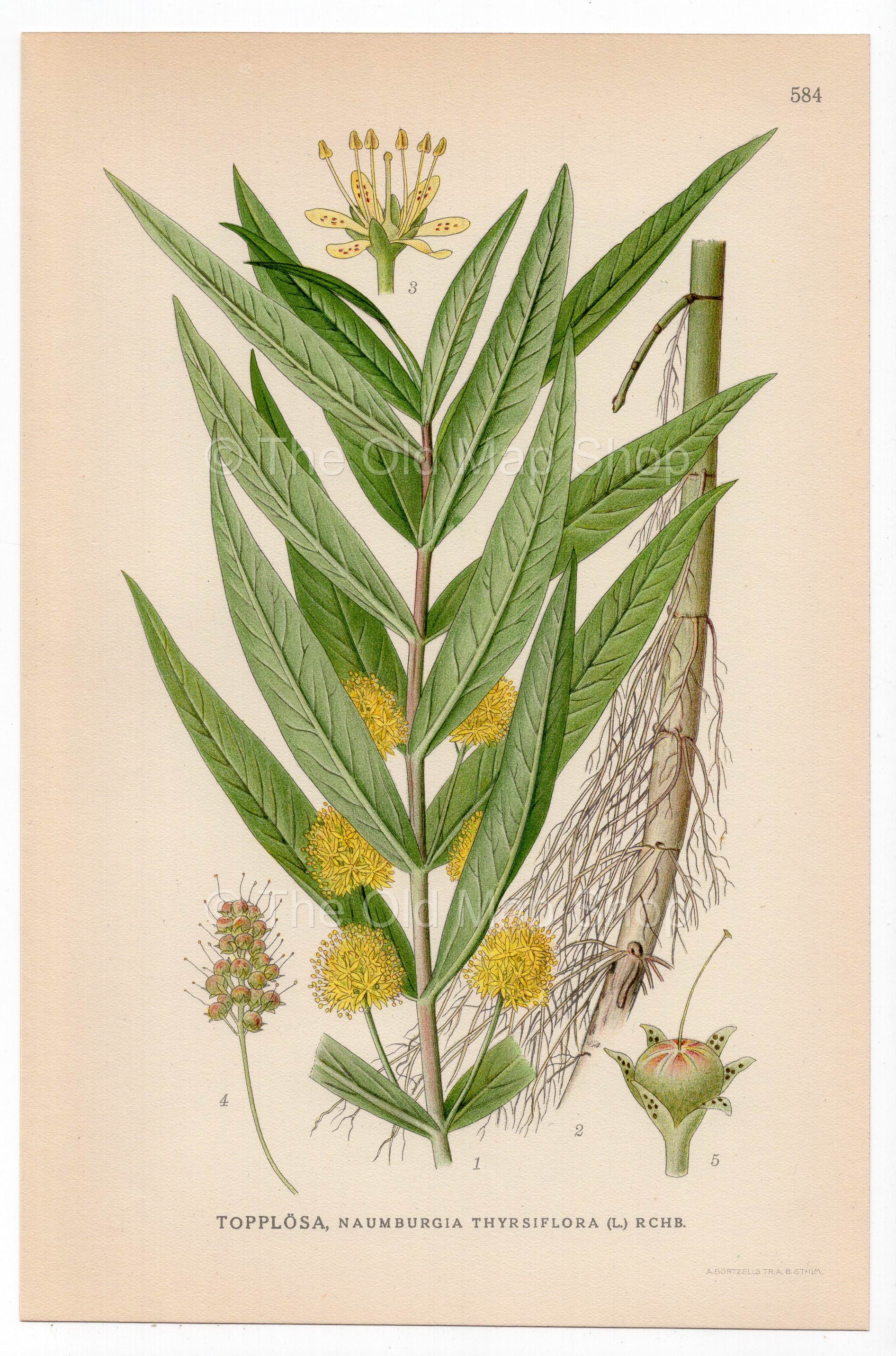 Tufted Loosestrife (Naumburgia thyrsiflora), antique botanical illustration, Plate 584, C. A. M. Lindman, Bilder ur Nordens Flora, 1926.