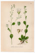 Seaside Brookweed, Water Cabbage Water Rose (Samolus valerandi), antique botanical illustration, Plate 585, C. A. M. Lindman, Bilder ur Nordens Flora, 1926.
