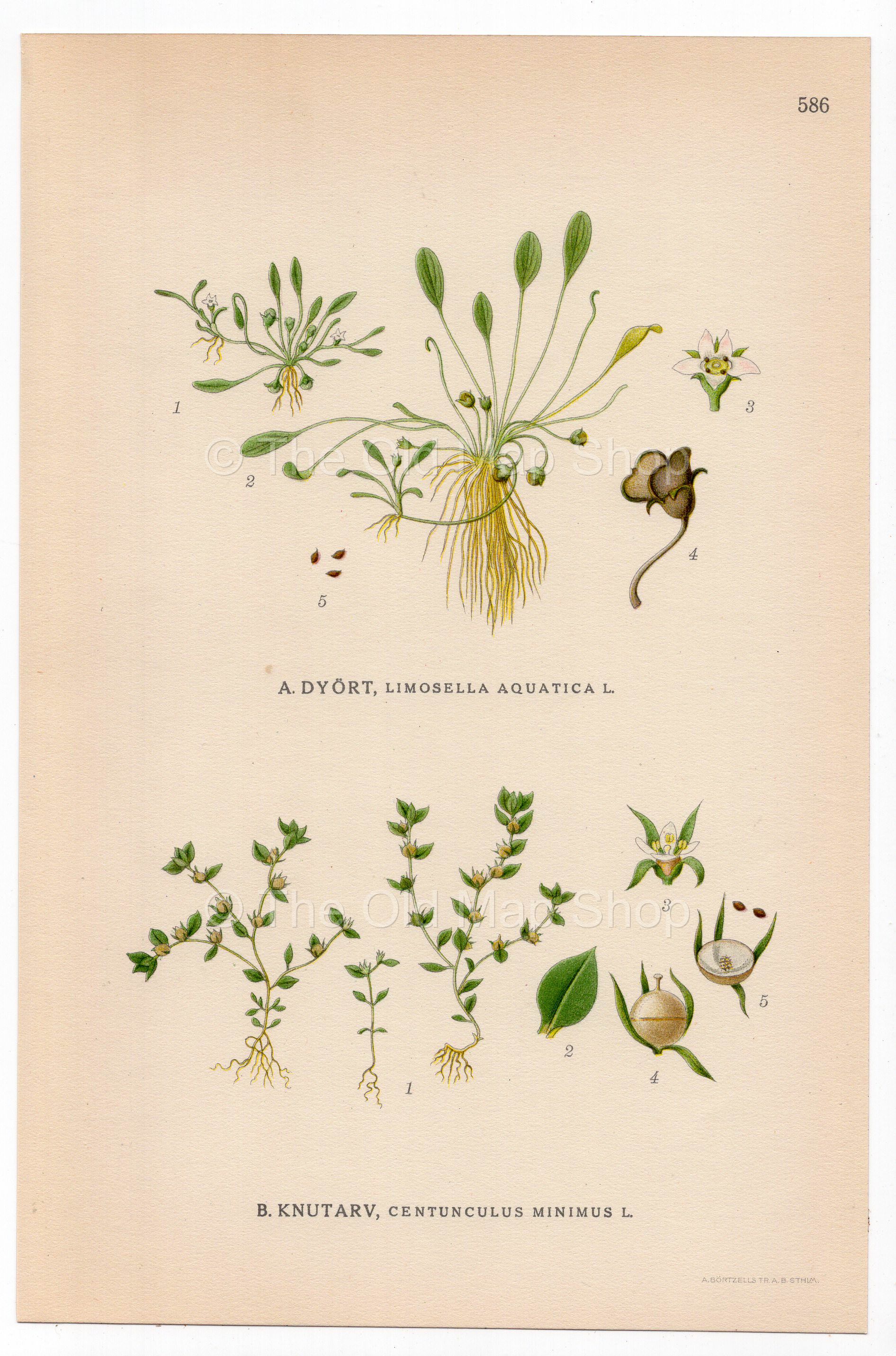 Water Mudwort, Chaffweed (Limosella aquatica, Centunculus minimus), antique botanical illustration, Plate 586, C. A. M. Lindman, Bilder ur Nordens Flora, 1926.