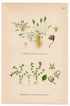 Water Mudwort, Chaffweed (Limosella aquatica, Centunculus minimus), antique botanical illustration, Plate 586, C. A. M. Lindman, Bilder ur Nordens Flora, 1926.