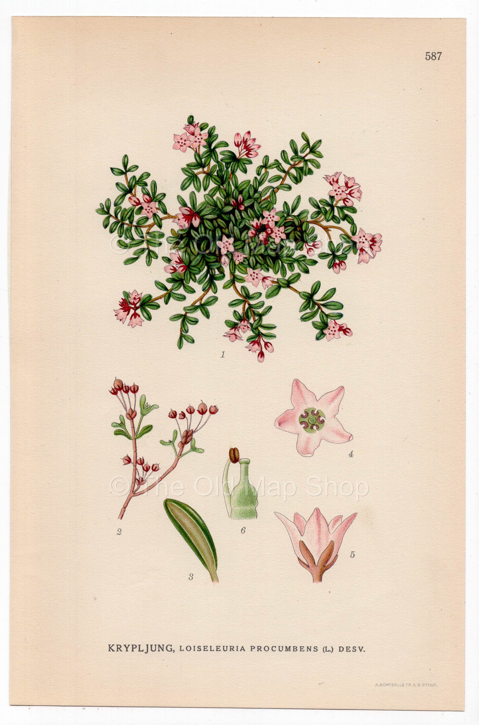 Alpine Azalea, Trailing Azalea (Loiseleuria procumbens), antique botanical illustration, Plate 587, C. A. M. Lindman, Bilder ur Nordens Flora, 1926.