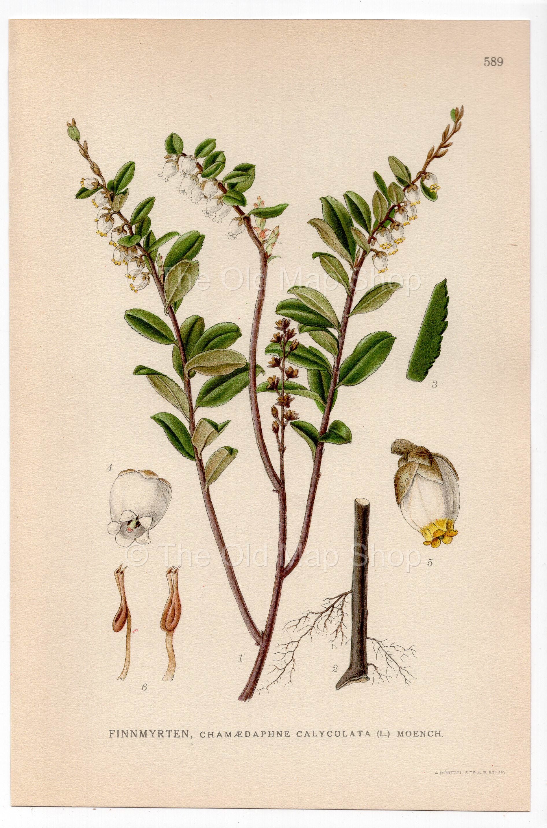 Leatherleaf, Cassandra (Chamaedaphne calyculata), antique botanical illustration, Plate 589, C. A. M. Lindman, Bilder ur Nordens Flora, 1926.