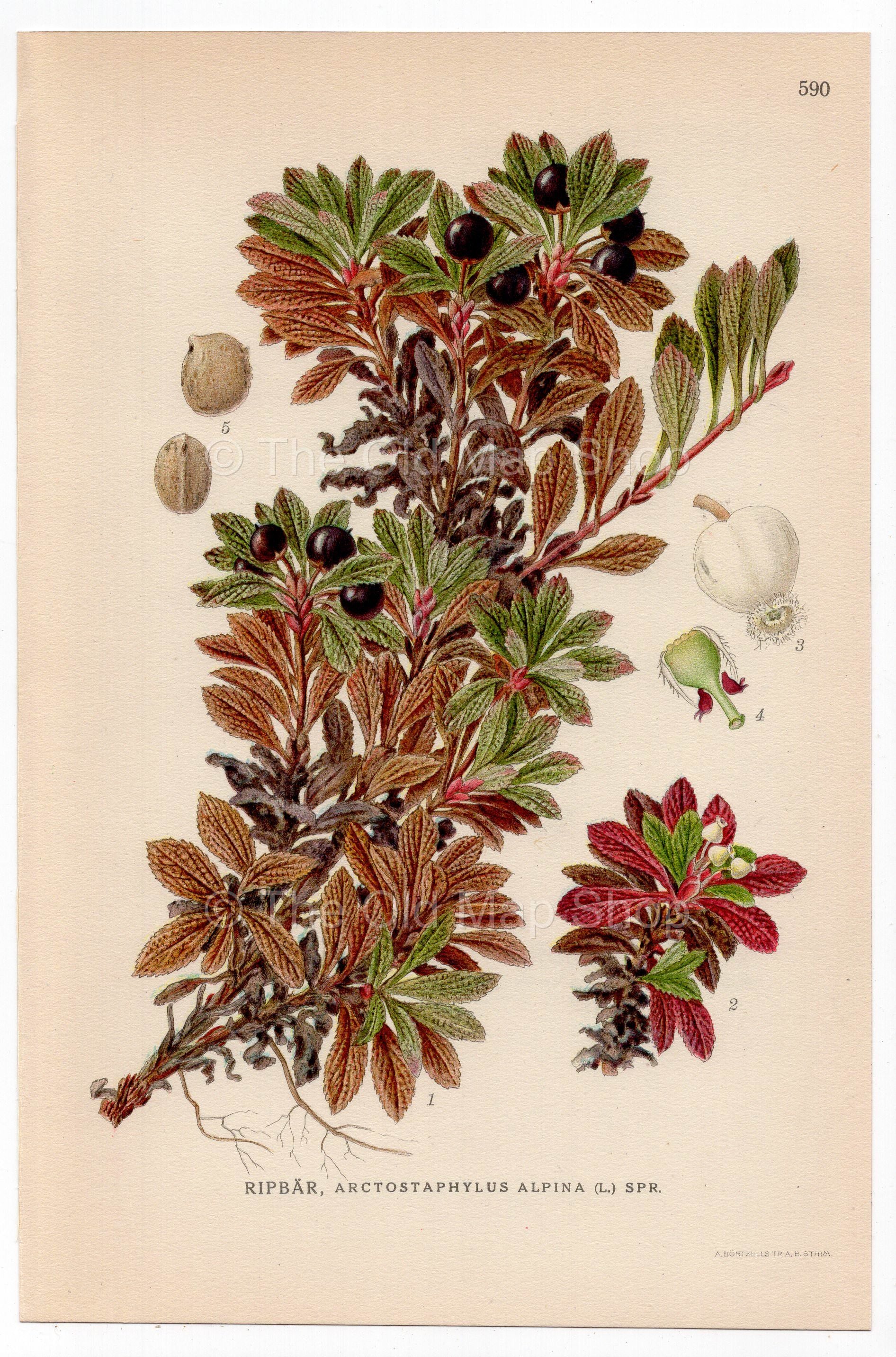 Alpine Bearberry, Mountain Bearberry (Arctostaphylos alpina), antique botanical illustration, Plate 590, C. A. M. Lindman, Bilder ur Nordens Flora, 1926.