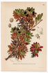 Alpine Bearberry, Mountain Bearberry (Arctostaphylos alpina), antique botanical illustration, Plate 590, C. A. M. Lindman, Bilder ur Nordens Flora, 1926.