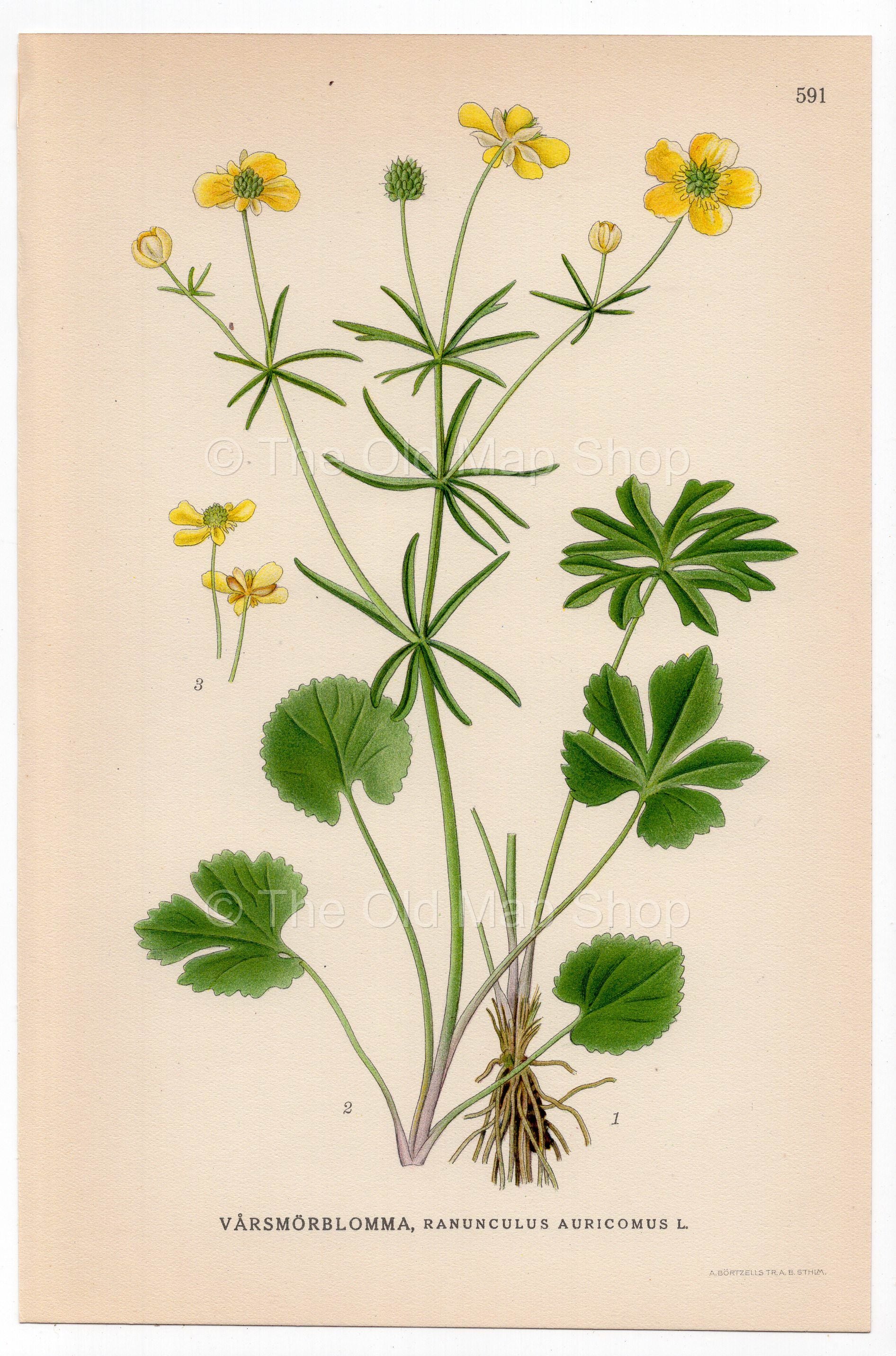Goldilocks Buttercup, Greenland Buttercup (Ranunculus auricomus), antique botanical illustration, Plate 591, C. A. M. Lindman, Bilder ur Nordens Flora, 1926.