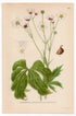 Large White Buttercup (Ranunculus platanifolius), antique botanical illustration, Plate 593, C. A. M. Lindman, Bilder ur Nordens Flora, 1926.