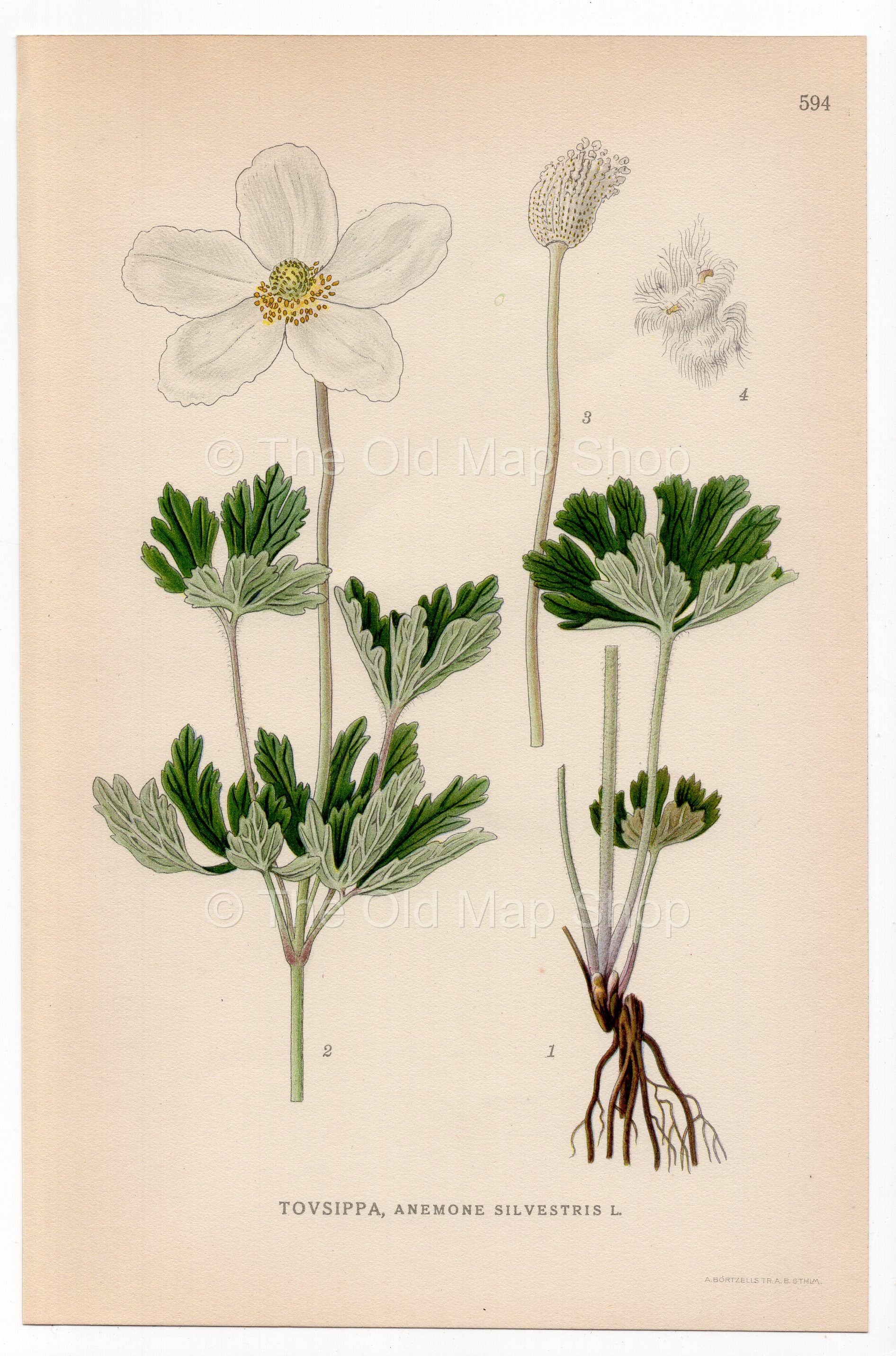 Snowdrop Anemone, Wood Anemone (Anemone sylvestris), antique botanical illustration, Plate 594, C. A. M. Lindman, Bilder ur Nordens Flora, 1926.