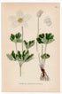 Snowdrop Anemone, Wood Anemone (Anemone sylvestris), antique botanical illustration, Plate 594, C. A. M. Lindman, Bilder ur Nordens Flora, 1926.